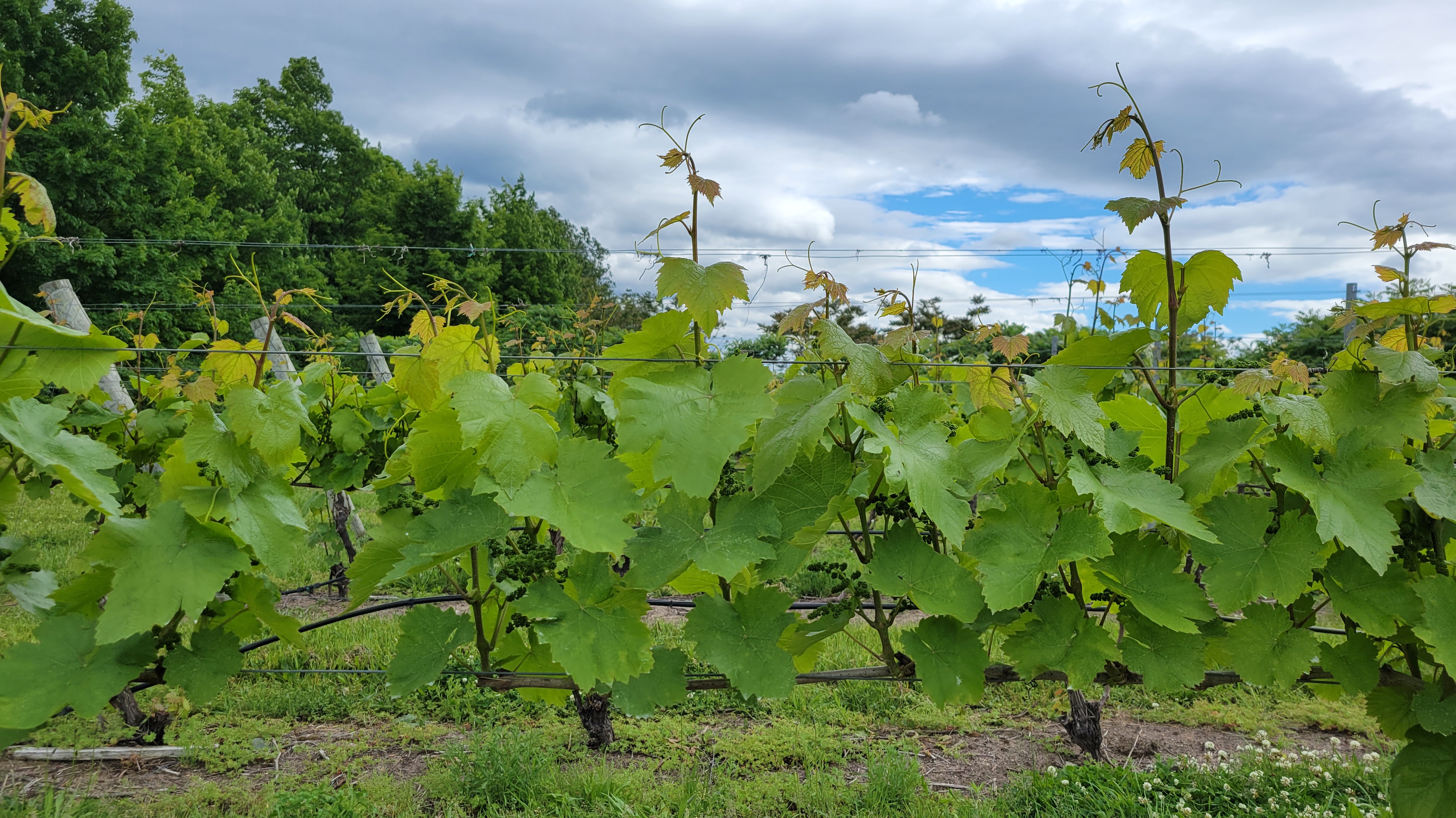 Grapes hanging from a vine.